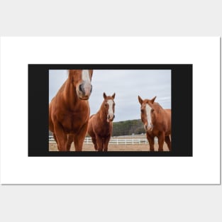 horses in pasture Posters and Art